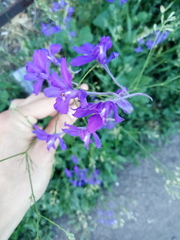 Delphinium consolida