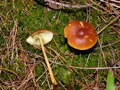 Gymnopus ocior