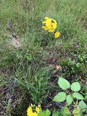 Media resource of Pilosella caespitosa