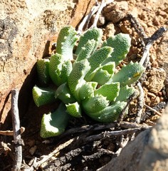 Stomatium suaveolens