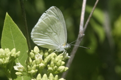Pieris oleracea
