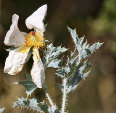 Argemone aurantiaca