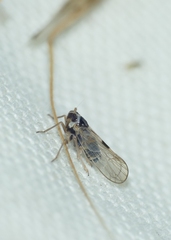 Dicranotropis hamata