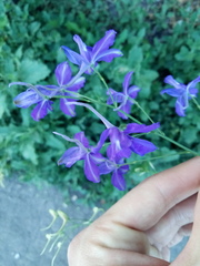 Delphinium consolida