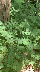 Symphoricarpos orbiculatus