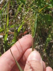 Dichanthelium villosissimum