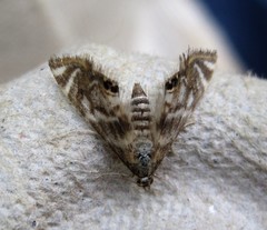 Petrophila canadensis