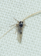 Dicranotropis hamata