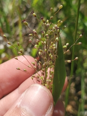 Dichanthelium villosissimum
