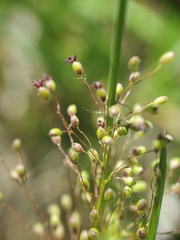 Dichanthelium villosissimum