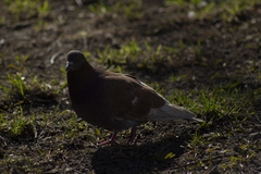 Columba livia domestica