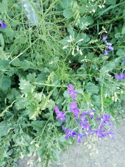 Delphinium consolida