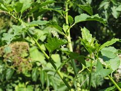 Pokeweed mosaic virus