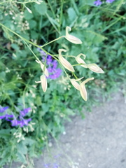 Delphinium consolida