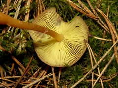 Gymnopus ocior