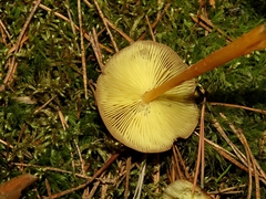 Gymnopus ocior