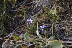 Viola decumbens