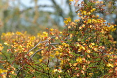 Erythrostemon placidus