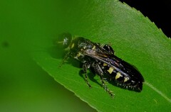Myzinum obscurum