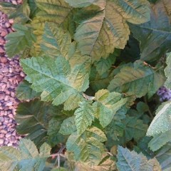 Hedlundia thuringiaca