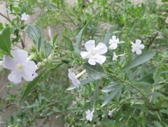Chascanum