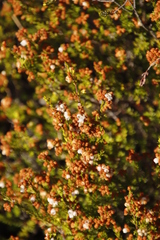 Erica subdivaricata