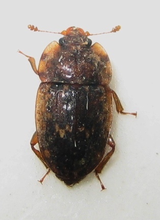 Soronia asperella