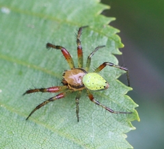 Araniella opisthographa