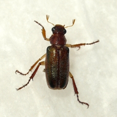 Dichelonyx linearis