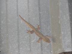 Hemidactylus platyurus