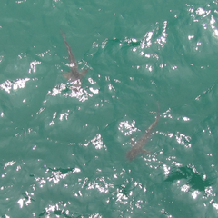 Rachycentron canadum