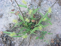 Cenchrus palmeri