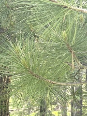 Pinus cembra