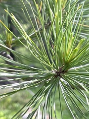 Pinus cembra