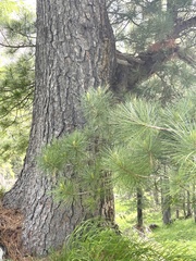 Pinus cembra