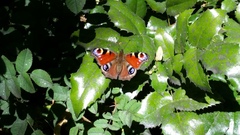 Aglais io