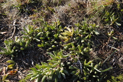 Carpobrotus edulis edulis