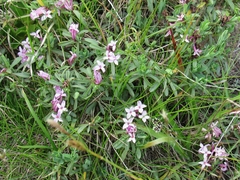Daphne striata