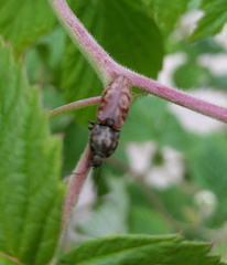 Prosternon bombycinum