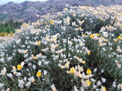 Echinospartum ibericum