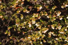 Erica subdivaricata