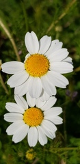 Anthemis