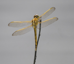 Libellula needhami