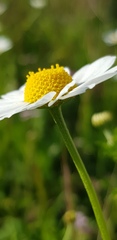 Anthemis