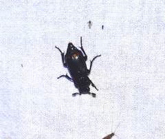 Nicrophorus pustulatus