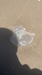 Stomolophidae