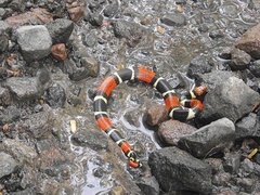 Micrurus surinamensis