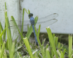 Erythemis simplicicollis