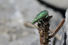 Phyllobius arborator