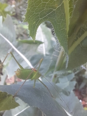 Leptophyes laticauda